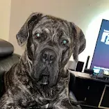 Dog Trainer Perth | Positive Reinforcement Dog Training | Good Boy Olly