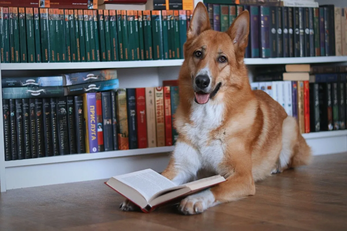 Canine Communication & Dog Body Language | Good Boy Olly